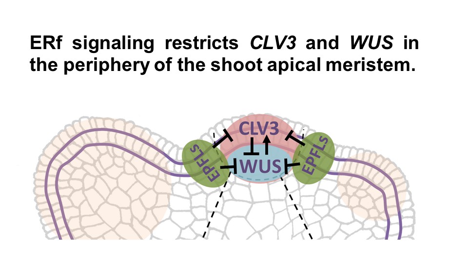 Meristem