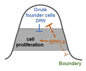 Ovule
